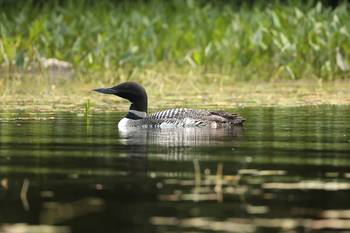 Common Loon - ML602141031