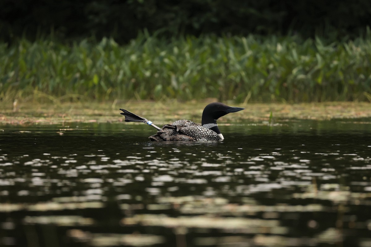 Common Loon - Will Krohn