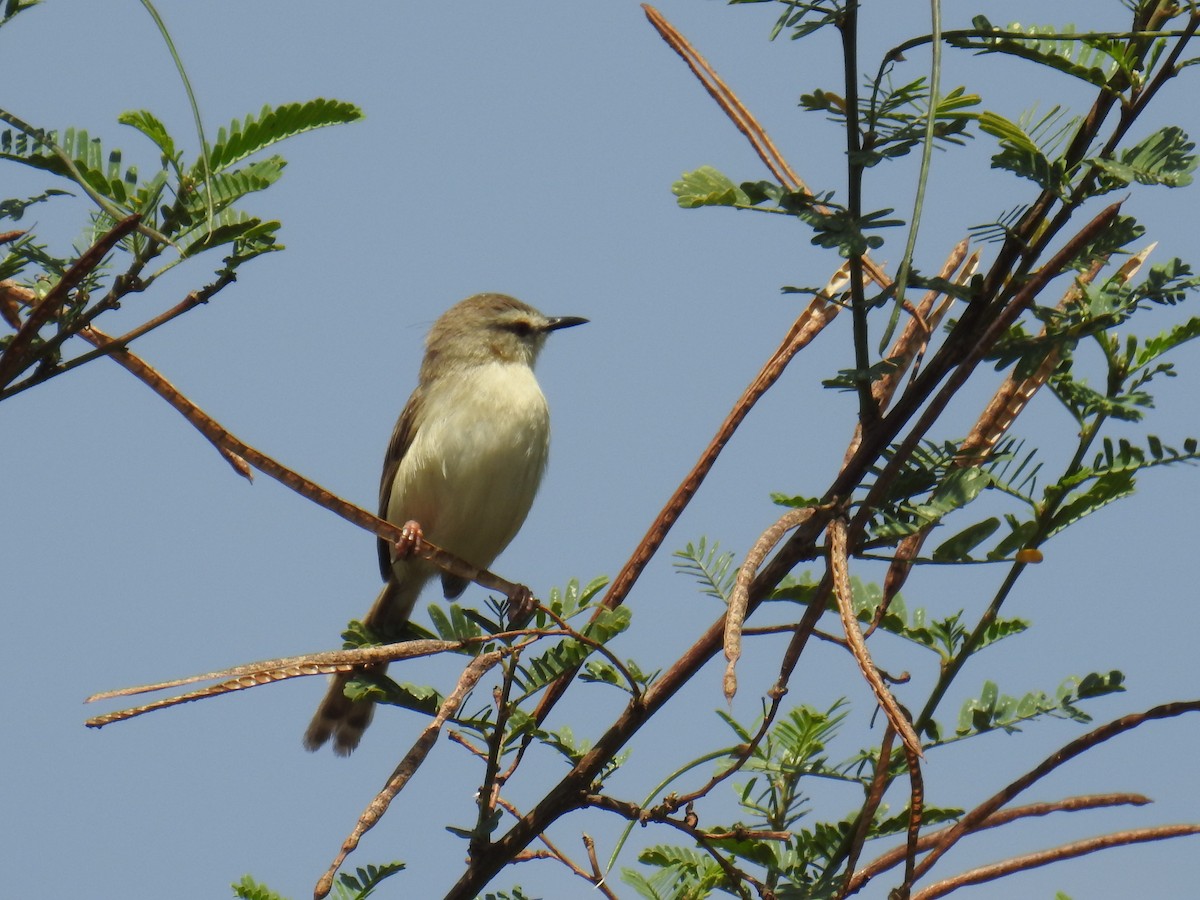 Prinia modeste - ML60214191