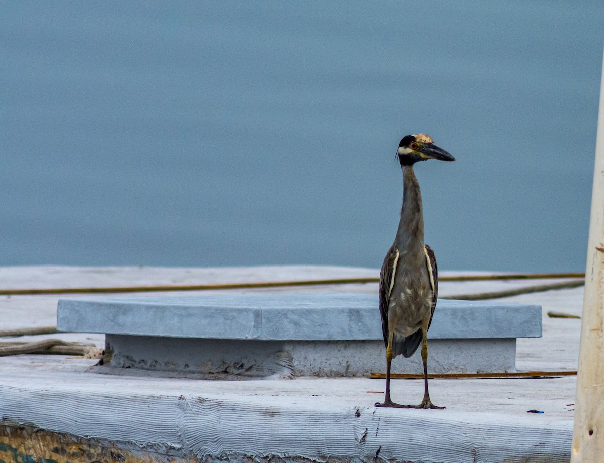 Yellow-crowned Night Heron - ML602142421