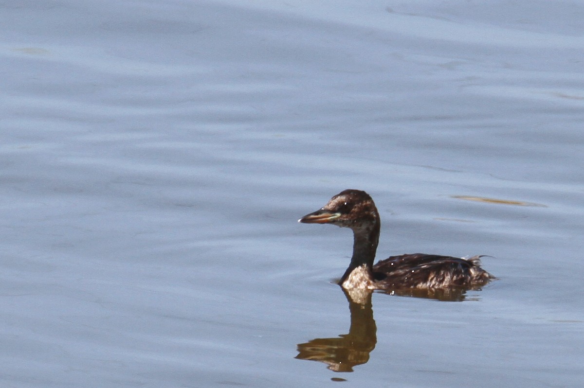 Little Grebe - ML602142521