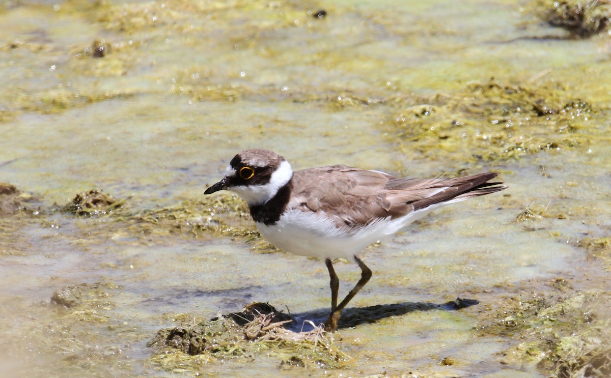 Little Ringed Plover - yuda siliki