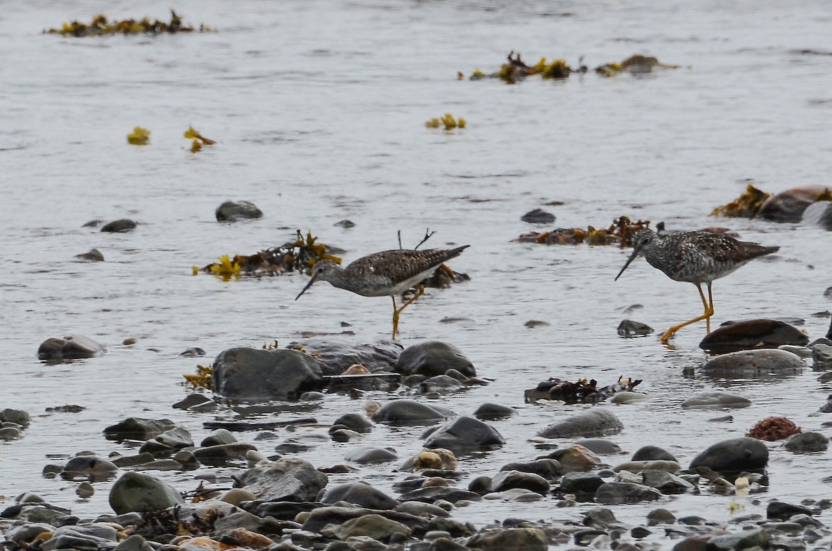 Lesser Yellowlegs - ML602142811