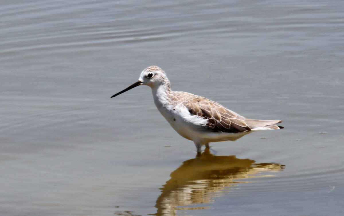 Marsh Sandpiper - ML602143151