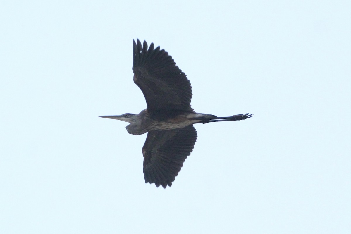Great Blue Heron - ML602143301