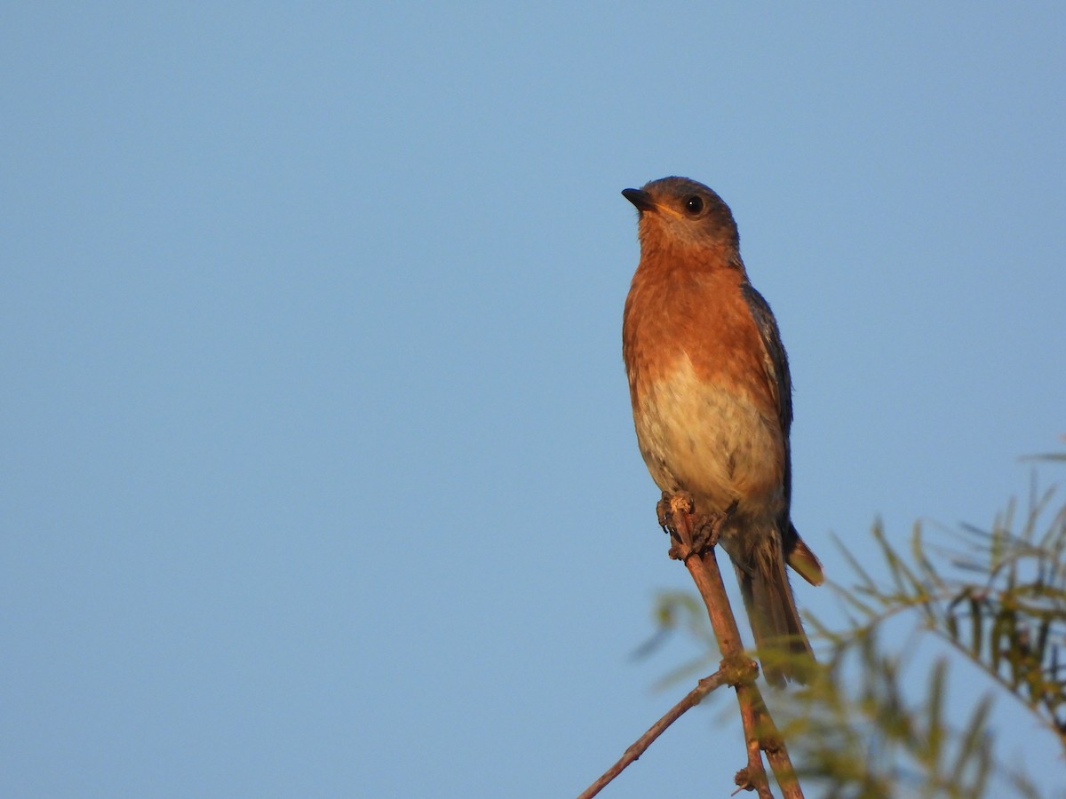 Eastern Bluebird - ML602143441