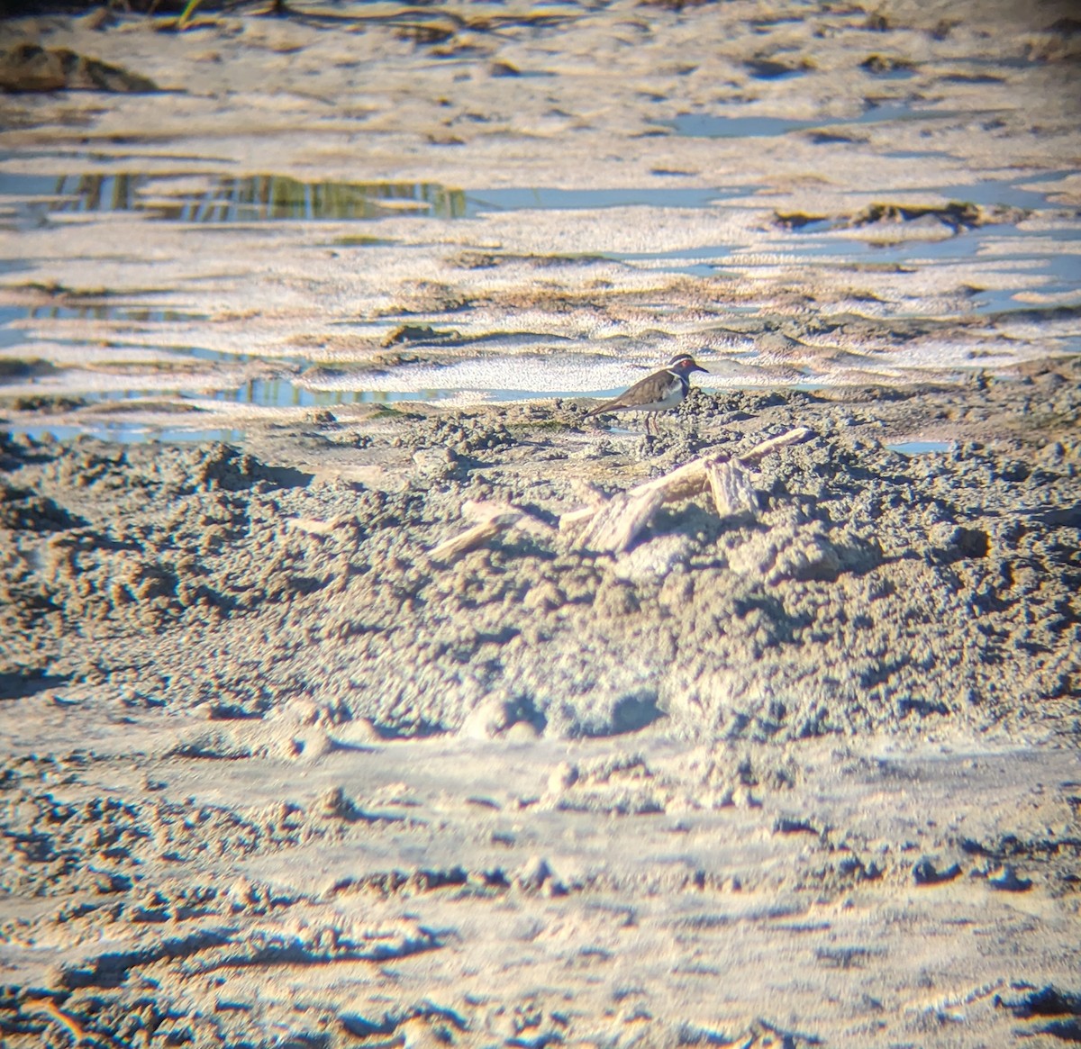 Three-banded Plover (Madagascar) - ML602143711