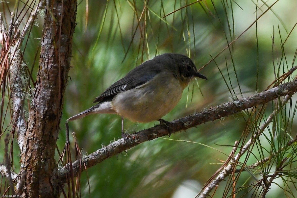 Paruline bleue - ML602143771