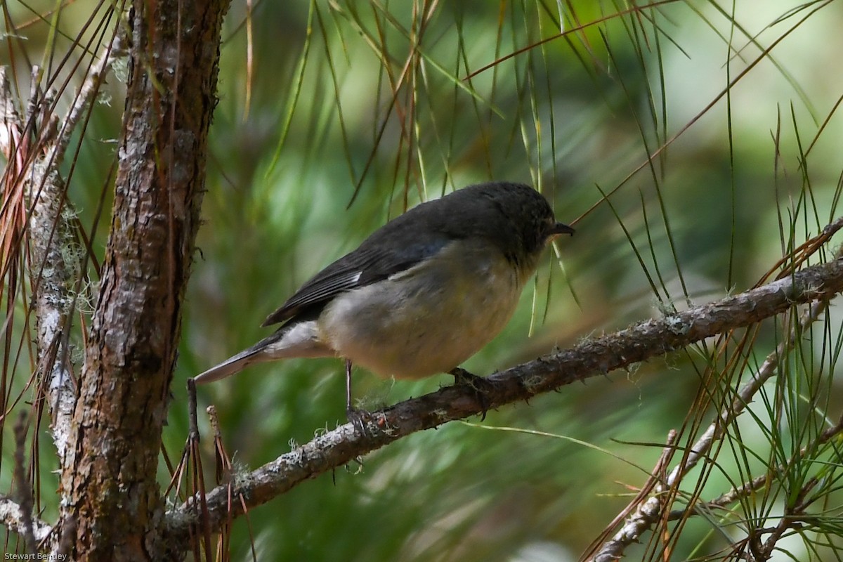 Black-throated Blue Warbler - ML602143781