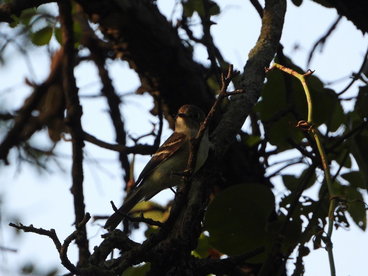 Least Flycatcher - ML602144061