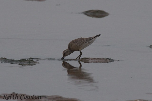 Red Knot - ML602145551