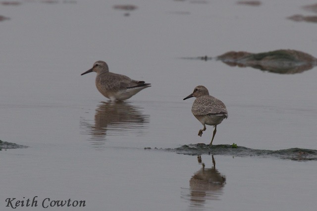 Red Knot - ML602145561