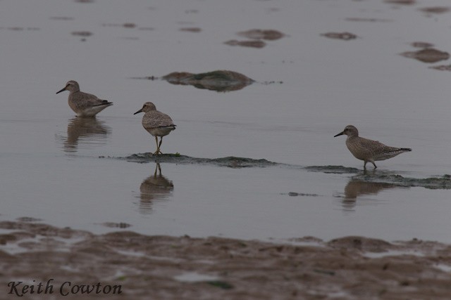 Red Knot - ML602145611