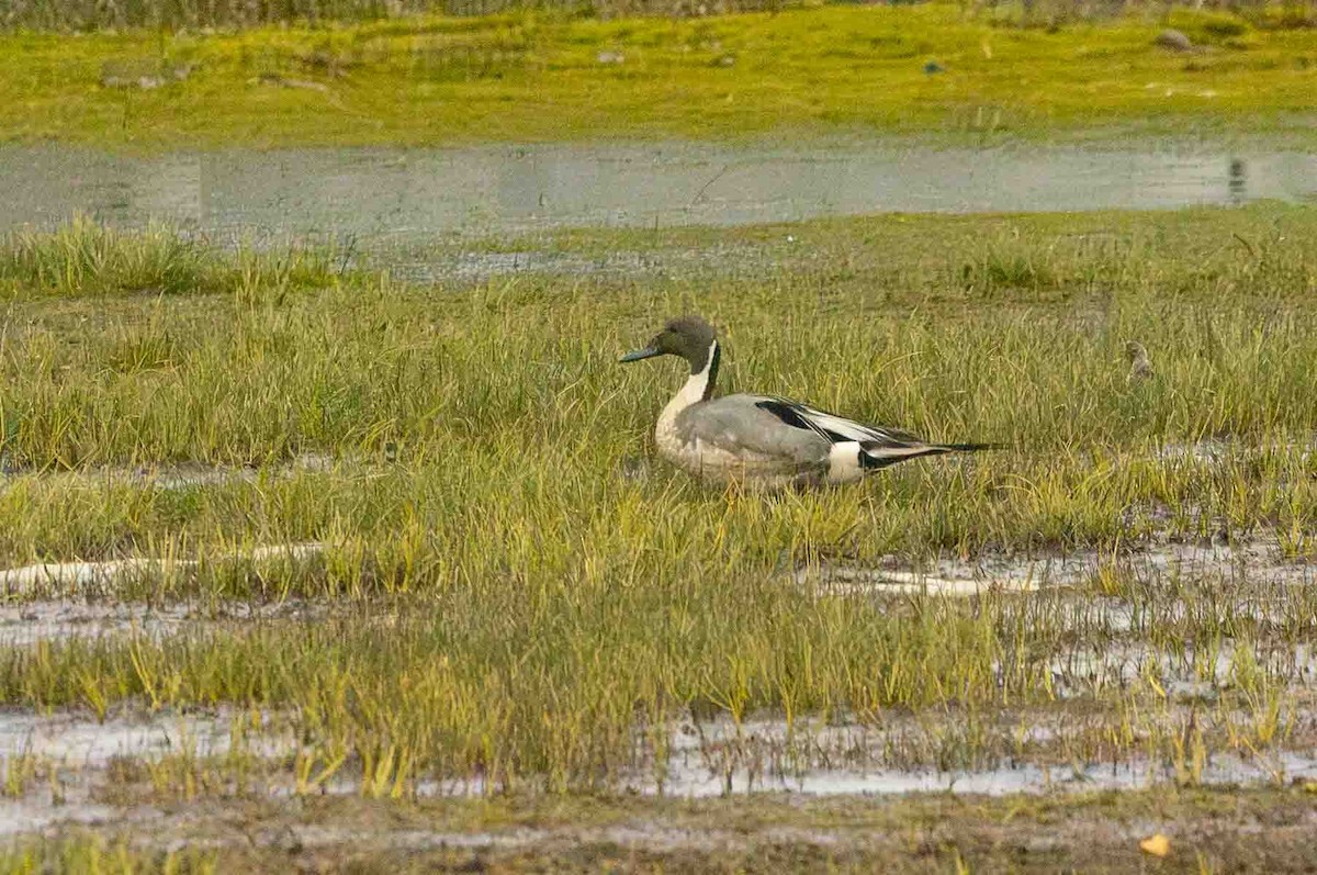 Northern Pintail - ML602146921