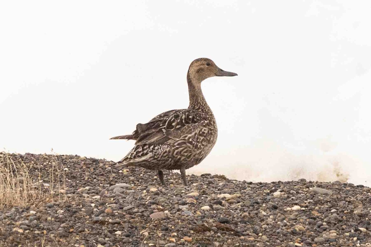 Northern Pintail - ML602146931