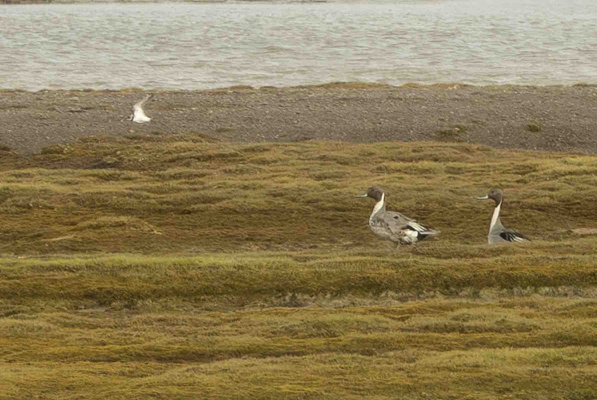 Northern Pintail - ML602146941