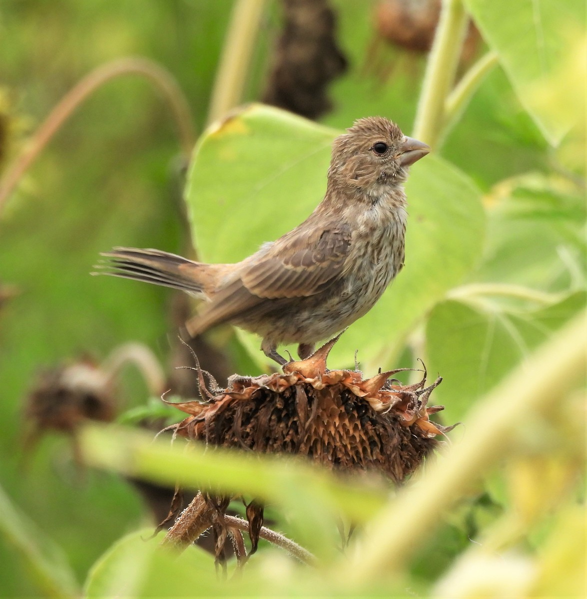 House Finch - ML602148731