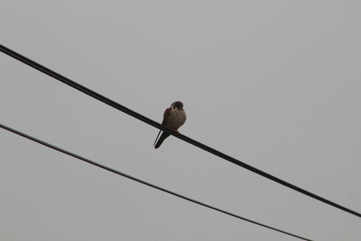 American Kestrel - ML602151561