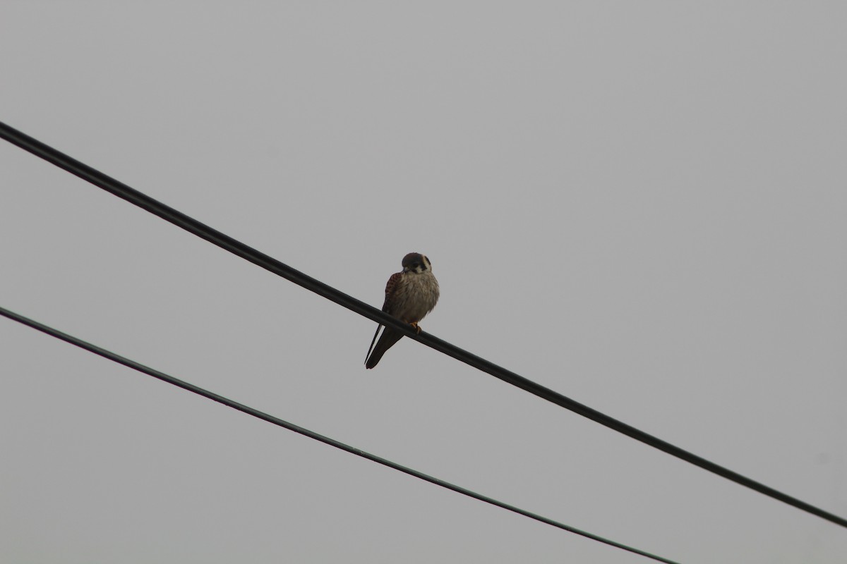 American Kestrel - ML602151571