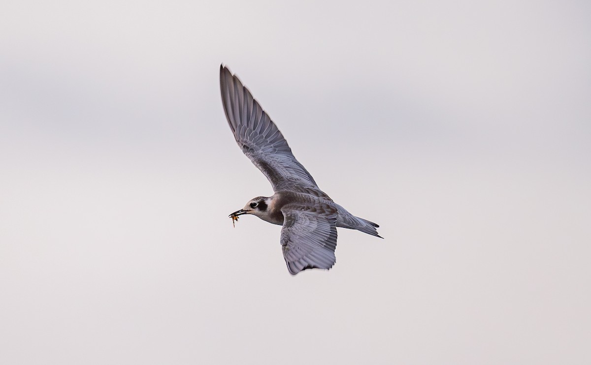 Black Tern - Taylor Long