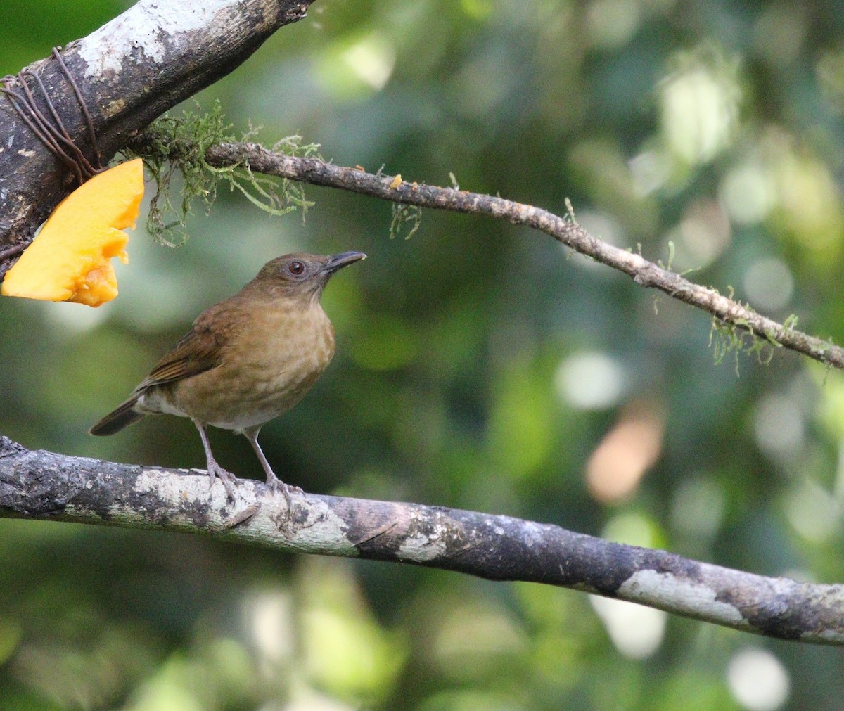 Hauxwell's Thrush - ML602154231