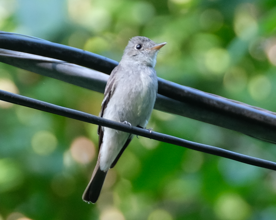 Eastern Wood-Pewee - ML602155151