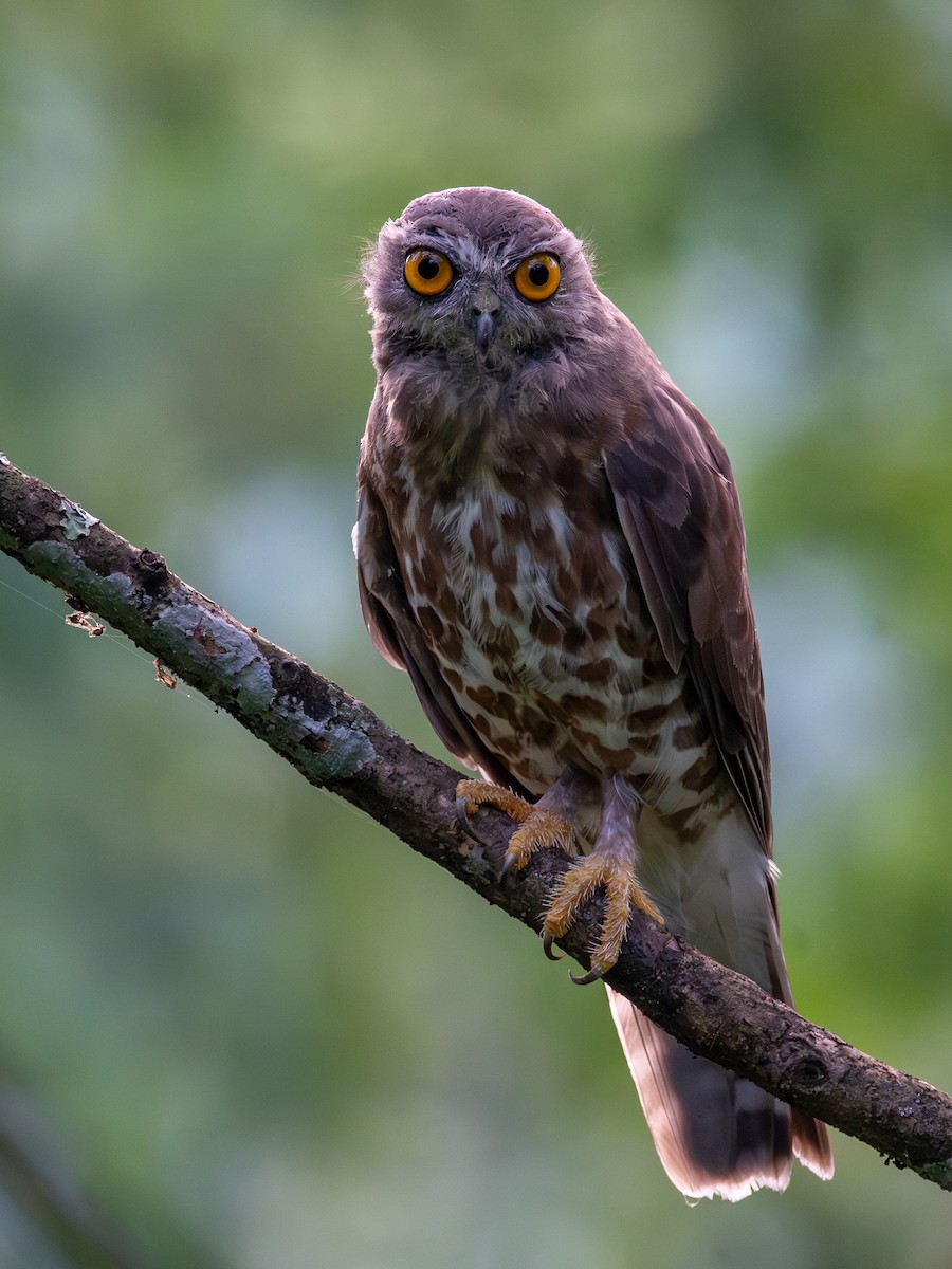 Brown Boobook - ML602155381