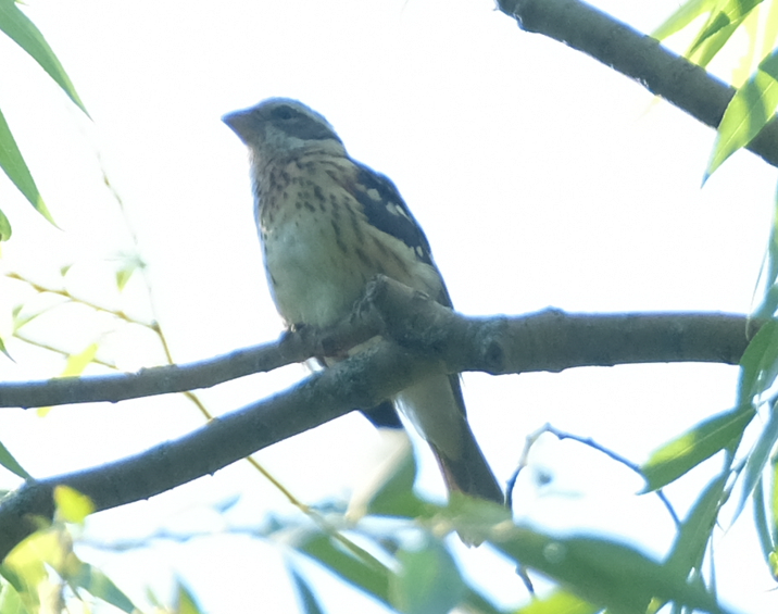 Rose-breasted Grosbeak - ML602156521