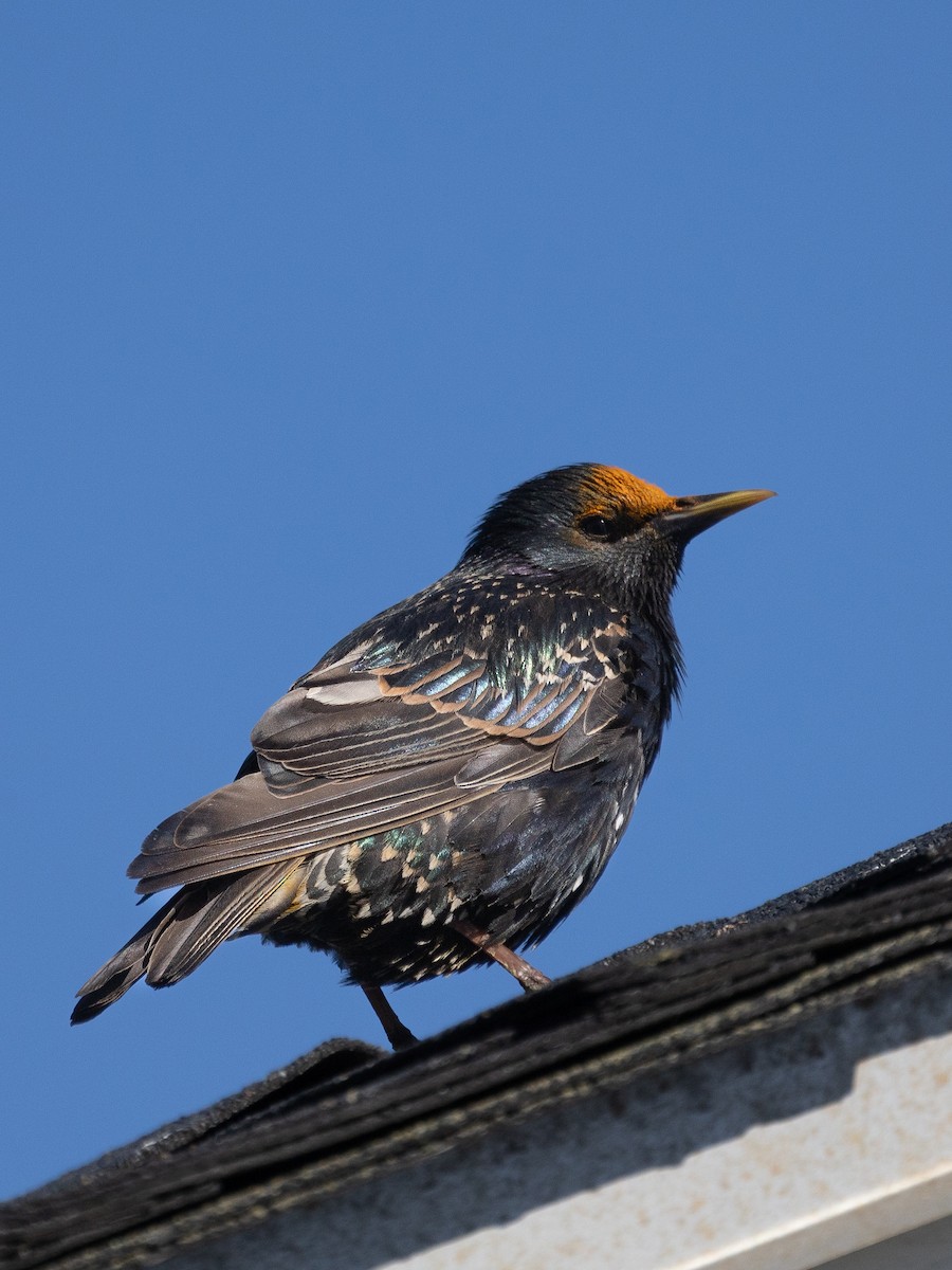 European Starling - ML602156781