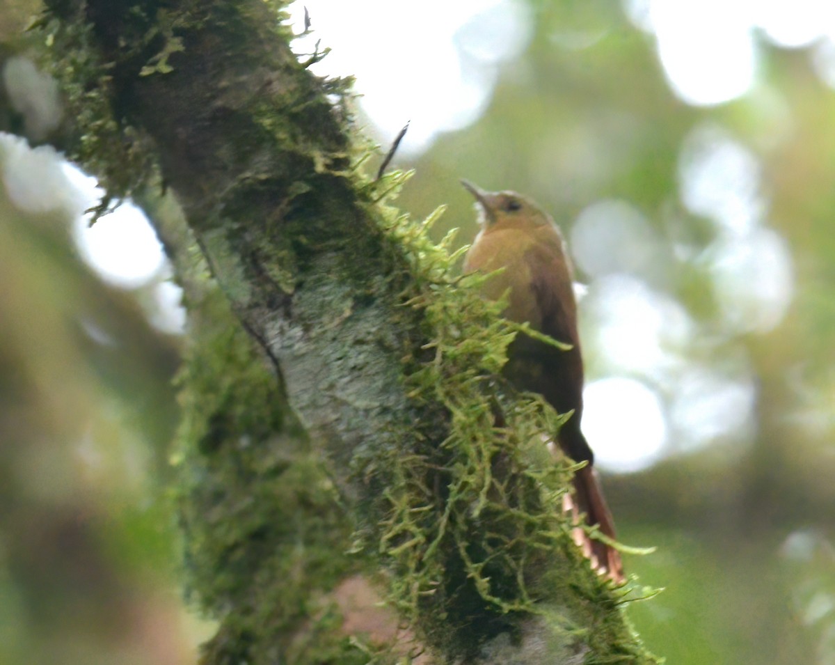 Olivaceous Woodcreeper (Olivaceous) - ML602157161