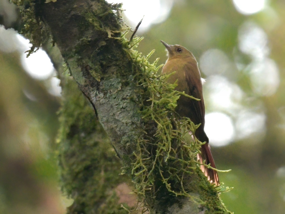 Olivaceous Woodcreeper (Olivaceous) - ML602157171