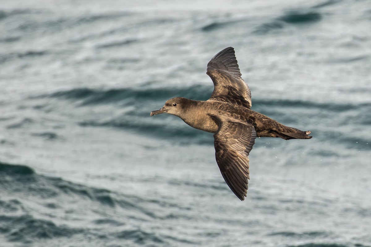 Sooty Shearwater - ML602157201