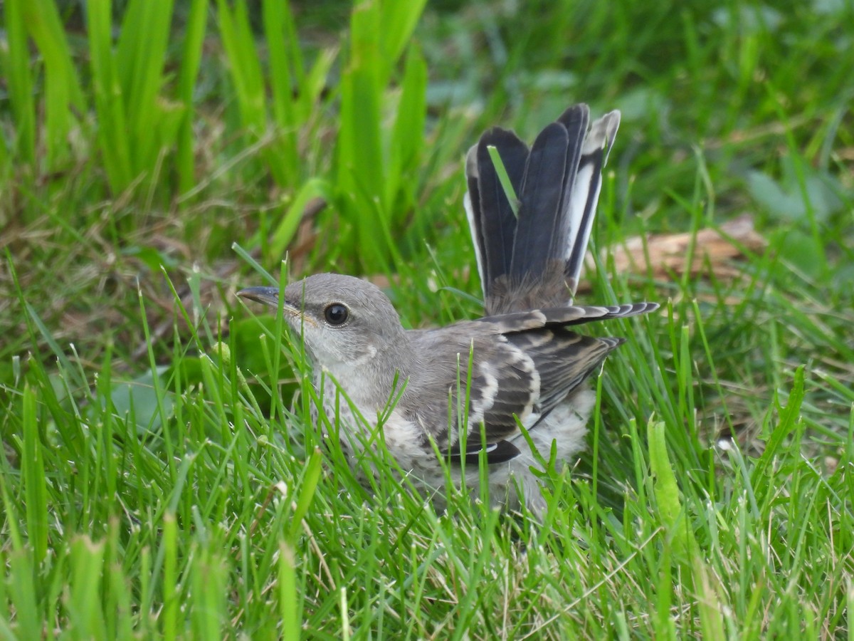 Northern Mockingbird - ML602157551