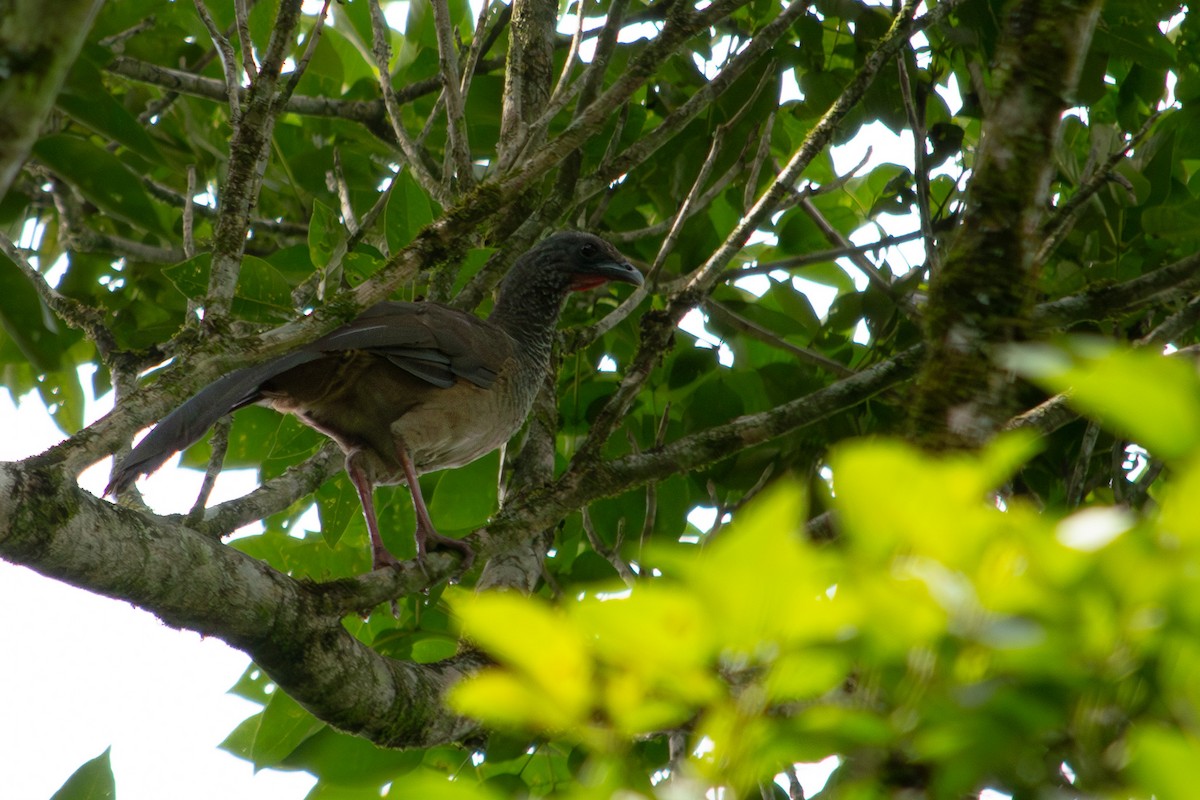 Chachalaca Colombiana - ML602157631