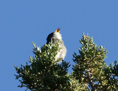 Olive-sided Flycatcher - ML602157681