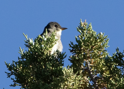 Olive-sided Flycatcher - ML602157701