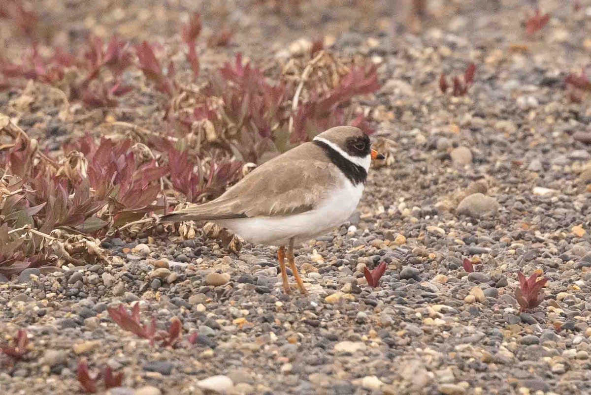 Semipalmated Plover - ML602158661