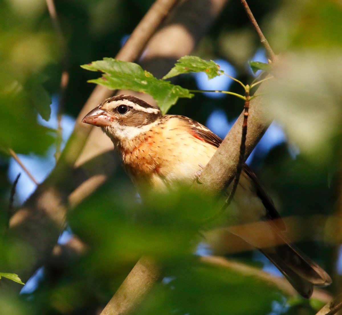 Rose-breasted Grosbeak - Lowell Burket