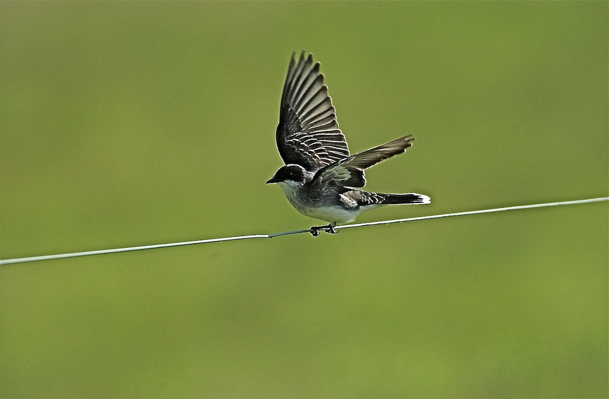 Eastern Kingbird - ML602160061