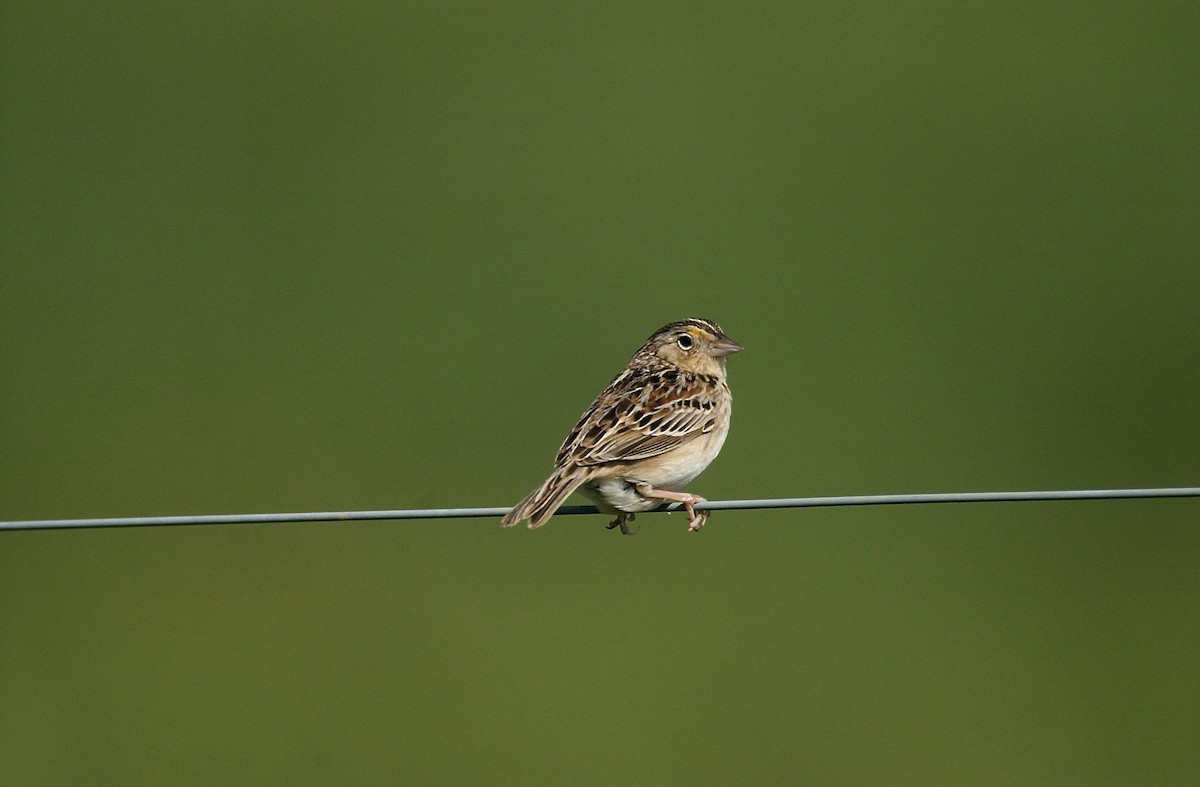 Grasshopper Sparrow - ML602160111