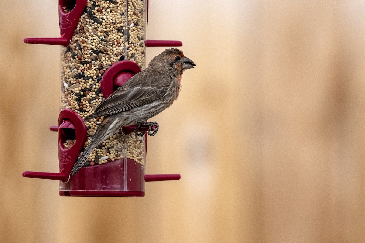 House Finch - ML602160381