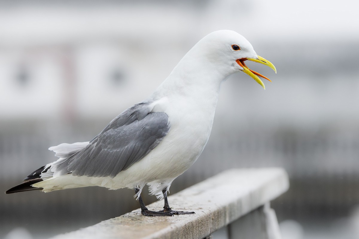 Black-legged Kittiwake - Marcin Dyduch