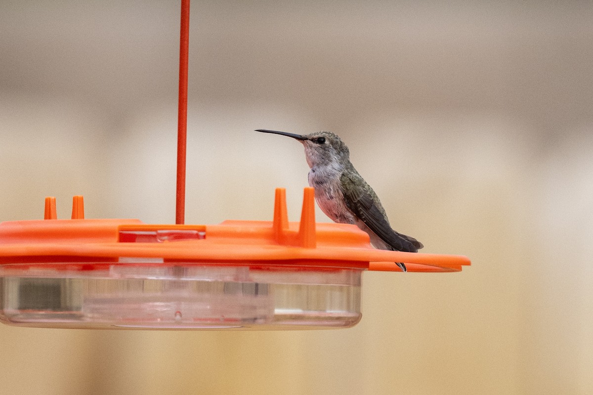Costa's Hummingbird - ML602160541