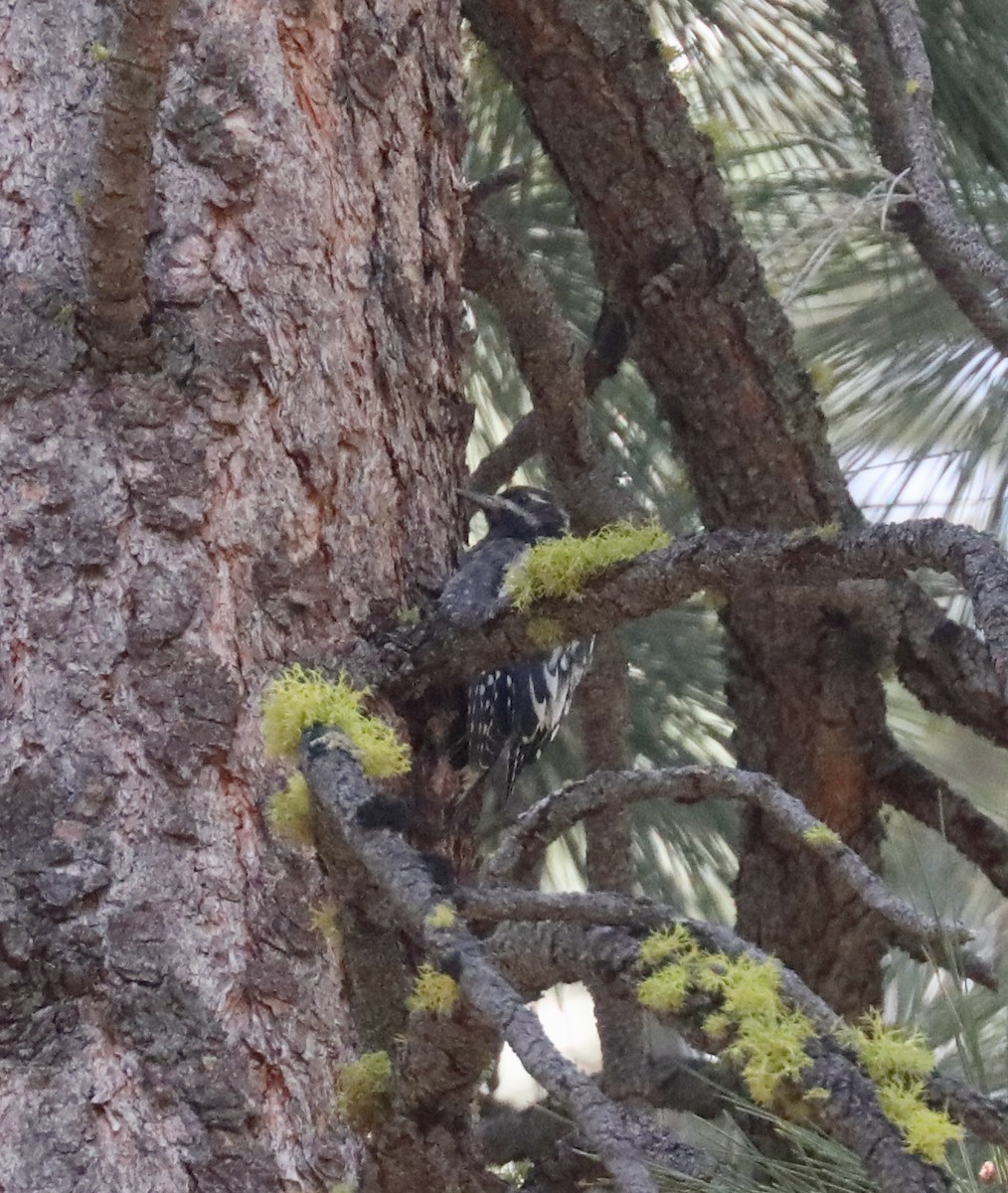 Williamson's Sapsucker - ML602160661