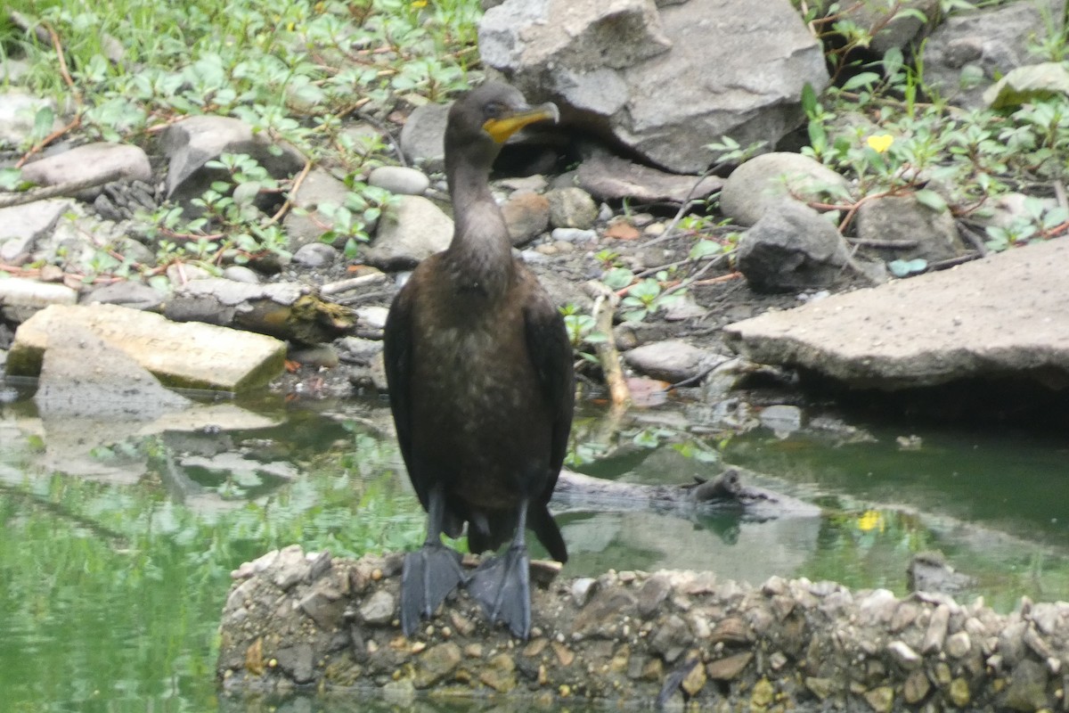 Double-crested Cormorant - ML602161291