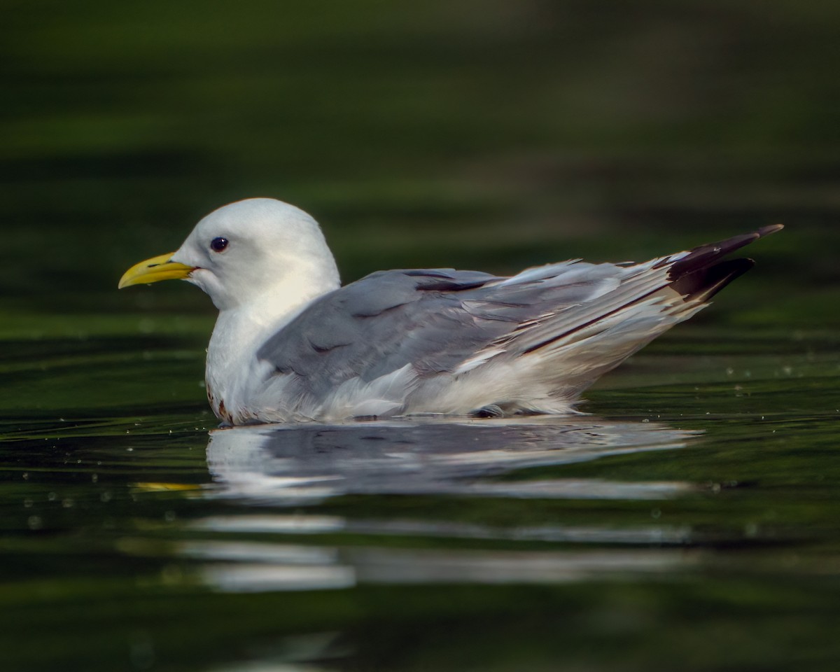 Black-legged Kittiwake - ML602161771