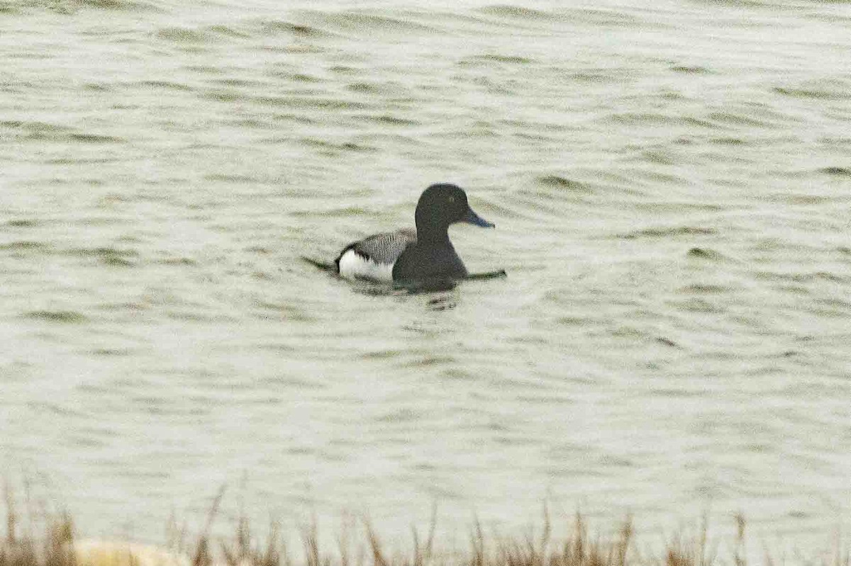 Greater Scaup - ML602161991