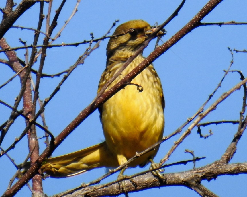 Yellow-breasted Bowerbird - ML602162351
