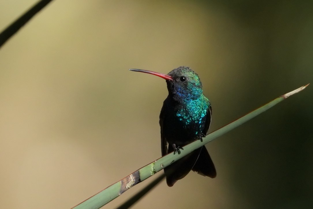 Broad-billed Hummingbird - Dara Vazquez
