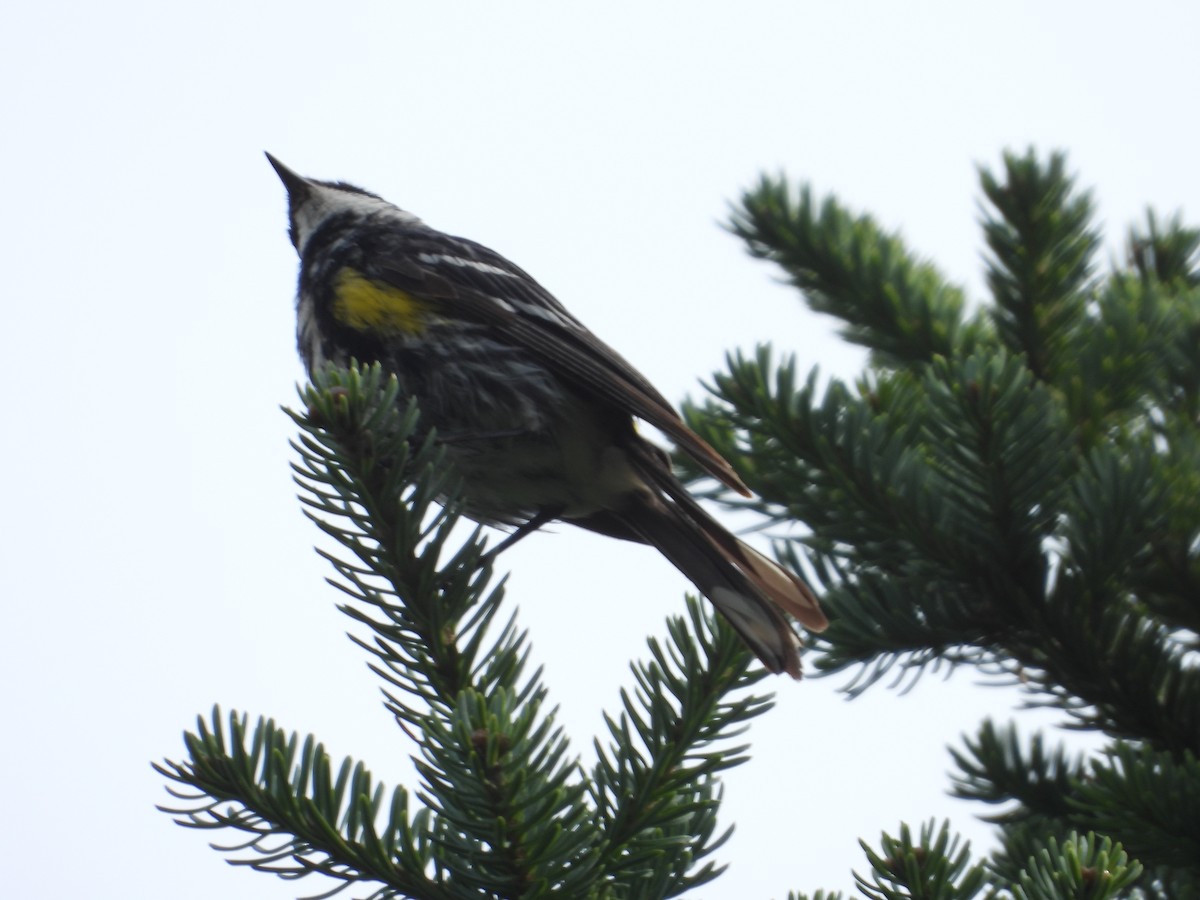 Yellow-rumped Warbler - Denis Provencher COHL